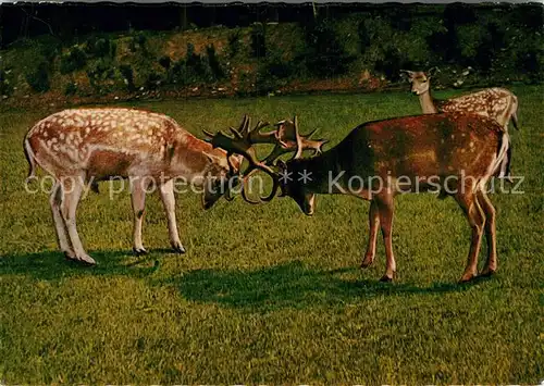 AK / Ansichtskarte Hirsch Hirschfreigehege Eifel Schulte Wrede Kat. Tiere