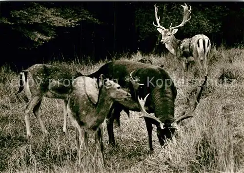 AK / Ansichtskarte Hirsch Wildpark Brudergrund Erbach Odenwald  Kat. Tiere