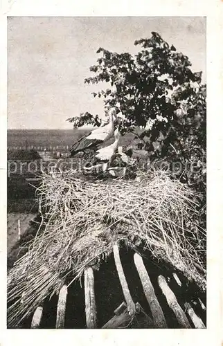 AK / Ansichtskarte Storch Front Russland  Kat. Tiere