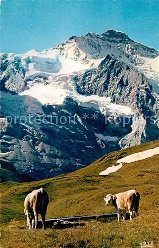 AK / Ansichtskarte Kuehe Jungfrau  Kat. Tiere