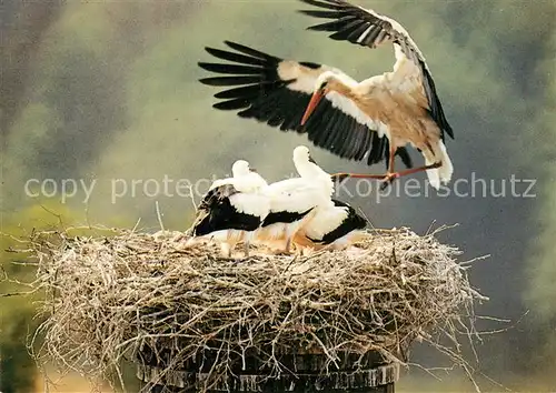 AK / Ansichtskarte Storch Linum Weissstoerche  Kat. Tiere