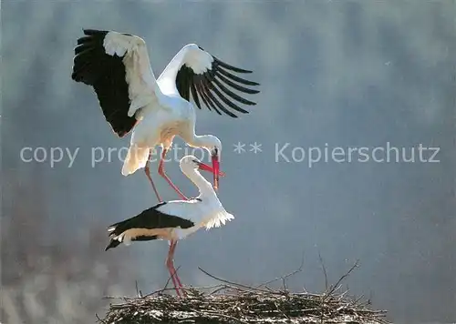 AK / Ansichtskarte Storch  Kat. Tiere