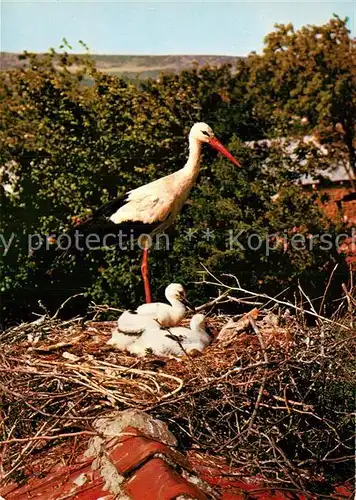 AK / Ansichtskarte Storch Weissstorch Storchennest  Kat. Tiere