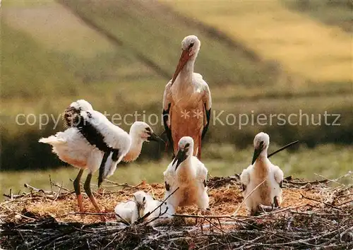 AK / Ansichtskarte Storch Linum Weissstoerche  Kat. Tiere