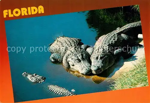 AK / Ansichtskarte Krokodile Florida Alligator  Kat. Tiere