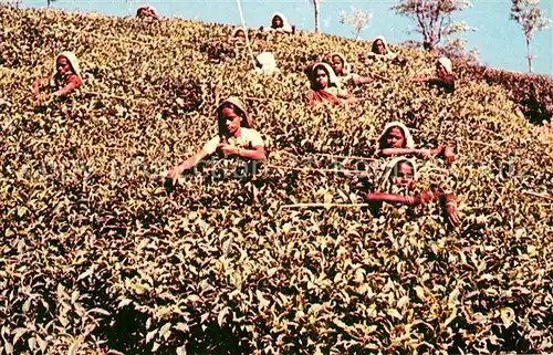 AK / Ansichtskarte Ernte Landwirtschaft Picking Tea Leaves Singapore  Kat. Landwirtschaft