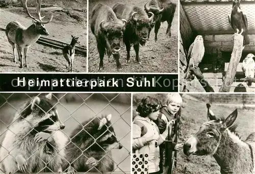 AK / Ansichtskarte Tiere Damwild Wisentgruppe Maeusebussard Waschbaeren Esel Tierpark Suhl  Kat. Tiere