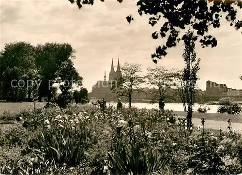 AK / Ansichtskarte Koeln Rhein Irisgarten am Rheinufer Blick zum Dom Kat. Koeln