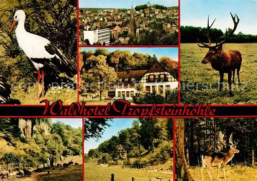 AK / Ansichtskarte Warstein Waldhotel Tropfsteinhoehle Wildgehege Kat. Warstein