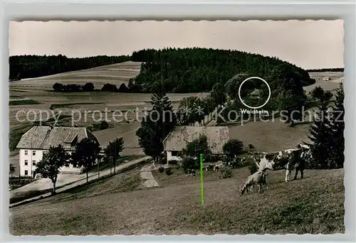 AK / Ansichtskarte Herrischwand Pension Waldheim Kat. Herrischried