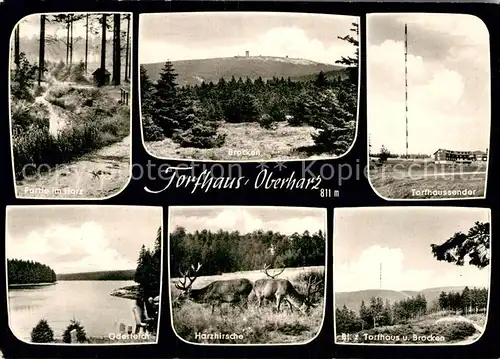 AK / Ansichtskarte Torfhaus Harz Waldpartie Landschaftspanorama Torfhaussender Harzhirsche Oderteich Kat. Altenau