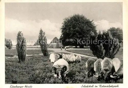 AK / Ansichtskarte Schafe Lueneburger Heide Schafstall Naturschutzpark Kat. Tiere