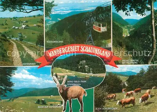 AK / Ansichtskarte Schauinsland Wilhelmer Tal Feldberg Hofsgrund Steinwasen Park  Kat. Oberried