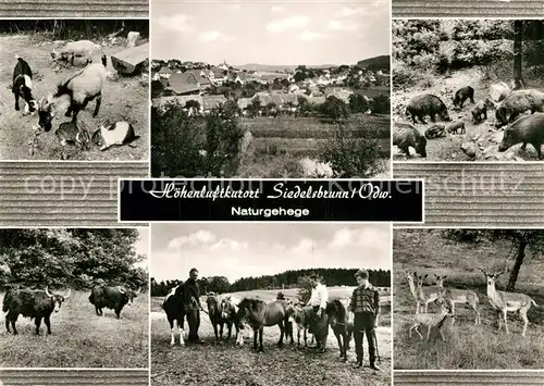 AK / Ansichtskarte Siedelsbrunn Naturgehege Kat. Wald Michelbach