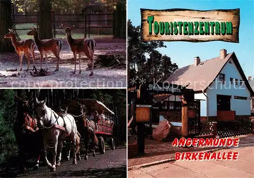 AK / Ansichtskarte Angermuende Heimattierpark Rehe Pferdewagen Weinhaus Waldgarten Kat. Angermuende