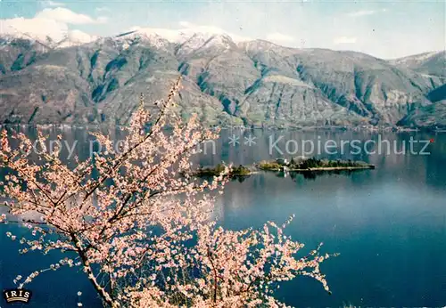 AK / Ansichtskarte Isole di Brissago Panorama Kat. Isole di Brissago