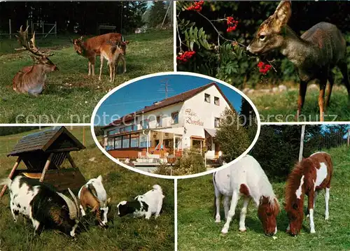 AK / Ansichtskarte Lenzkirch Tiergehege Haus Dorothea Kat. Lenzkirch