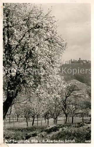 AK / Ansichtskarte Auerbach Bergstrasse Blick zum Schloss Baumbluete Kat. Bensheim