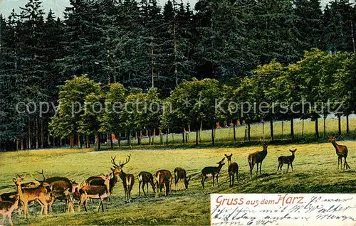 AK / Ansichtskarte Braunlage Rehe Wild Natur Kat. Braunlage Harz