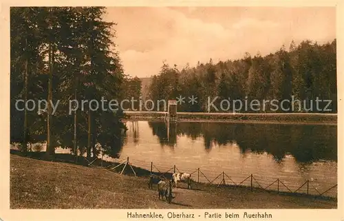 AK / Ansichtskarte Hahnenklee Bockswiese Harz Partie beim Auerhahn Teich Kuehe Kat. Goslar