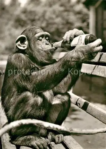 AK / Ansichtskarte Affen Schimpanse Tierpark Landau Pfalz  Kat. Tiere