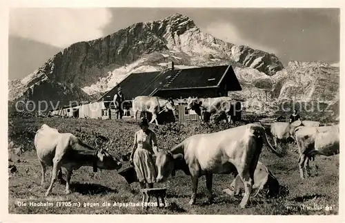 AK / Ansichtskarte Alpspitze Hochalm Kuehe  Kat. Garmisch Partenkirchen