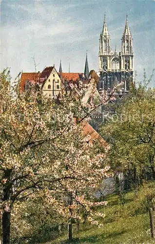 AK / Ansichtskarte Meissen Elbe Sachsen Dom und Albrechtsburg Baumbluete Kat. Meissen