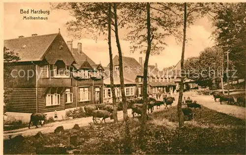 AK / Ansichtskarte Bad Harzburg Molkenhaus Kuehe Kat. Bad Harzburg