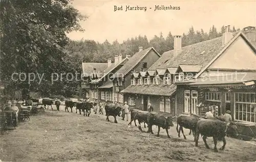 AK / Ansichtskarte Bad Harzburg Molkenhaus Kuehe Kat. Bad Harzburg