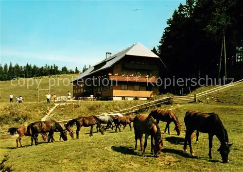 AK / Ansichtskarte Geschwend Todtnau Berggasthof Pension Gisiboden  Kat. Todtnau