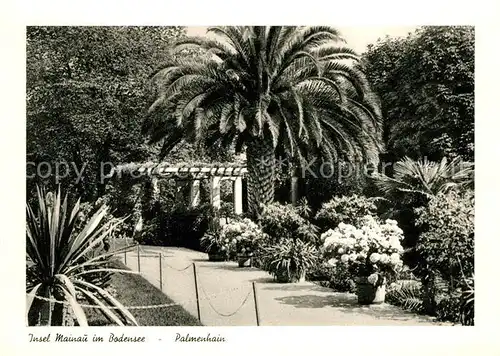 AK / Ansichtskarte Insel Mainau Palmenhain Kat. Konstanz Bodensee