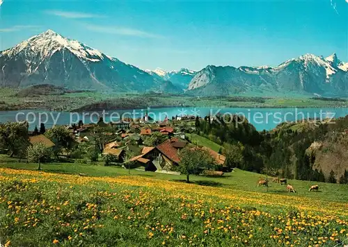 AK / Ansichtskarte Sigriswil Thunersee mit Niesen und Stockhorn