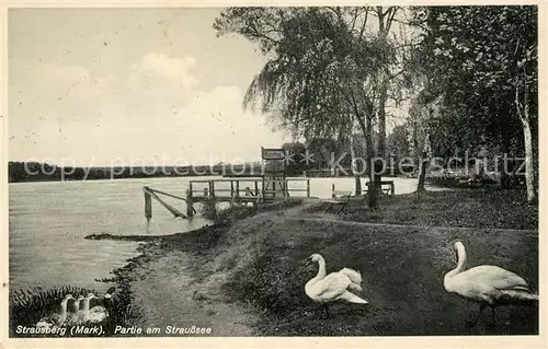 AK / Ansichtskarte Strausberg Brandenburg Partie am Strausssee Schwaene Kat. Strausberg