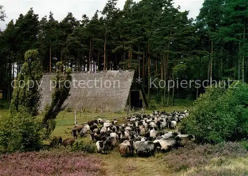 AK / Ansichtskarte Schafe Heidschnucken Alter Schafstall Lueneburger Heide Kat. Tiere