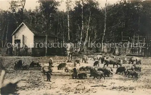 AK / Ansichtskarte Hannover Wildschweine Kat. Hannover