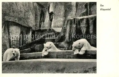 AK / Ansichtskarte Eisbaer Zoo Wuppertal  Kat. Tiere