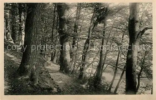 AK / Ansichtskarte Friedrichsruh Hamburg Waldpartie im Sachsenwald Kat. Hamburg