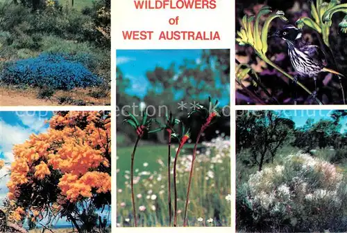 AK / Ansichtskarte Blumen Wildflowers Western Australia  Kat. Pflanzen
