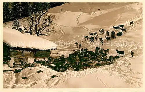 AK / Ansichtskarte Oberstdorf Wildfuetterung Winterlandschaft Allgaeuer Alpen Kat. Oberstdorf