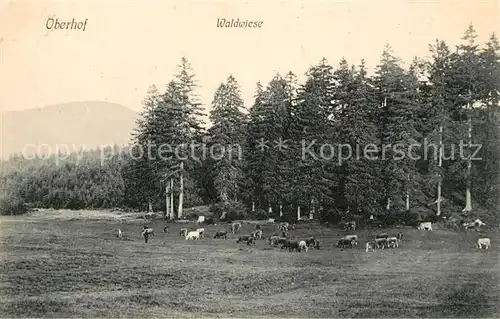 AK / Ansichtskarte Oberhof Thueringen Waldwiese mit Kuehen Landschaftspanorama Kat. Oberhof Thueringen