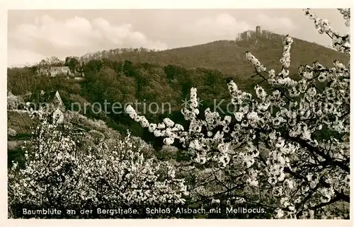 AK / Ansichtskarte Alsbach Bergstrasse Baumbluete an der Bergstrasse Schloss Melibocus Kat. Alsbach Haehnlein