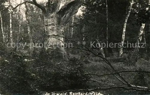 AK / Ansichtskarte Reinhardswald Im Urwald Kat. Hofgeismar