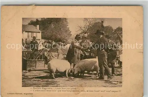 Schweine Frankreich  Kat. Tiere