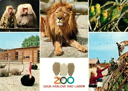 AK / Ansichtskarte Zoo Loewe Affen Giraffen Strauss Dvur Kralove nad Labem Kat. Tiere