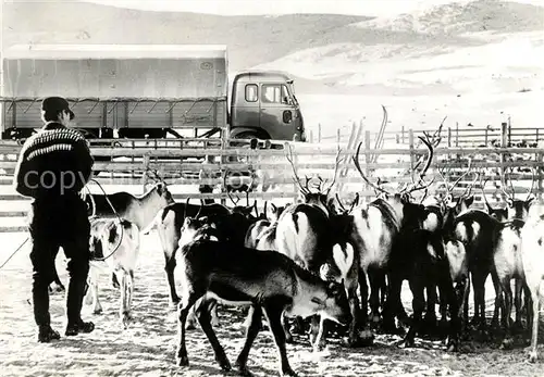 AK / Ansichtskarte Rentier Rentierherden Finnland Autostrasse  Kat. Tiere