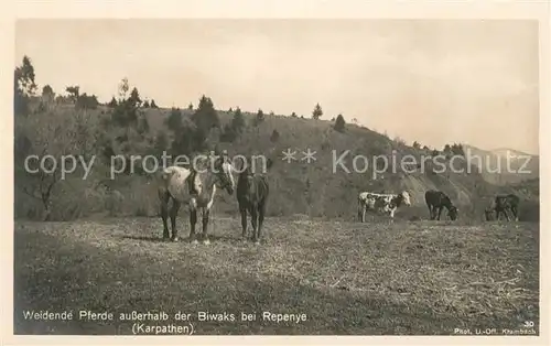 AK / Ansichtskarte Pferde Weidende Pferde Biwak Repenye Karpathen  Kat. Tiere