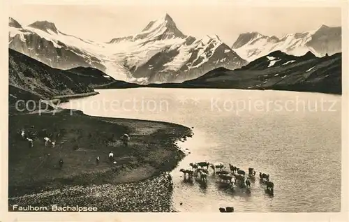 AK / Ansichtskarte Faulhorn Bachalpsee Rinderherde Kat. Faulhorn