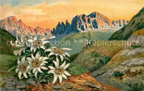 AK / Ansichtskarte Edelweiss Litho  Kat. Pflanzen