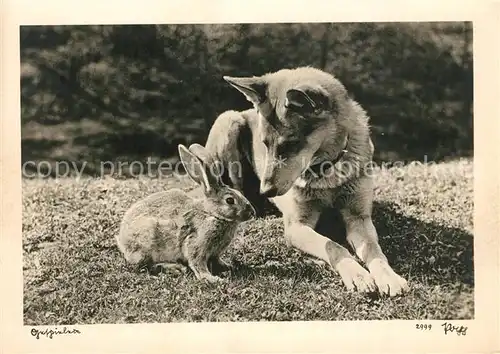 AK / Ansichtskarte Foto Popp Nr. 2999 Hund Hase  Kat. Fotografie