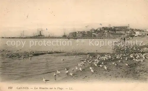 AK / Ansichtskarte Cannes Alpes Maritimes Les Mouettes sur la Plage Kat. Cannes